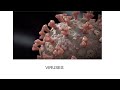 Viruses