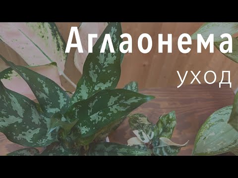 Видео: Может ли аглаонема жить в помещении?