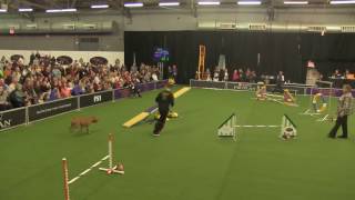 Rocky the pit bull agility dog running STD at the 2017 Westminster Masters Agility Championships