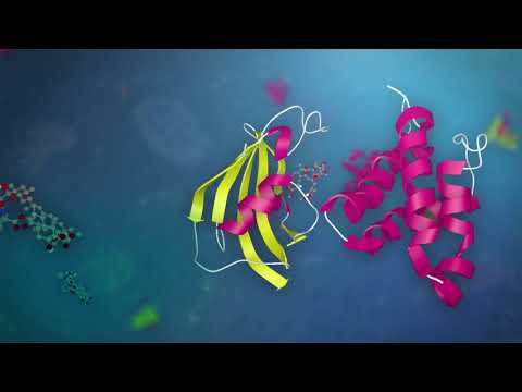 Video: Motivmedierede Protein-protein-interaktioner Som Lægemiddelmål
