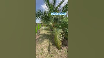 Bán vườn dừa xiêm trái xum xuê. Chỉ 450 triệu cho 1000mv#datvuonmientay #datngopgiare