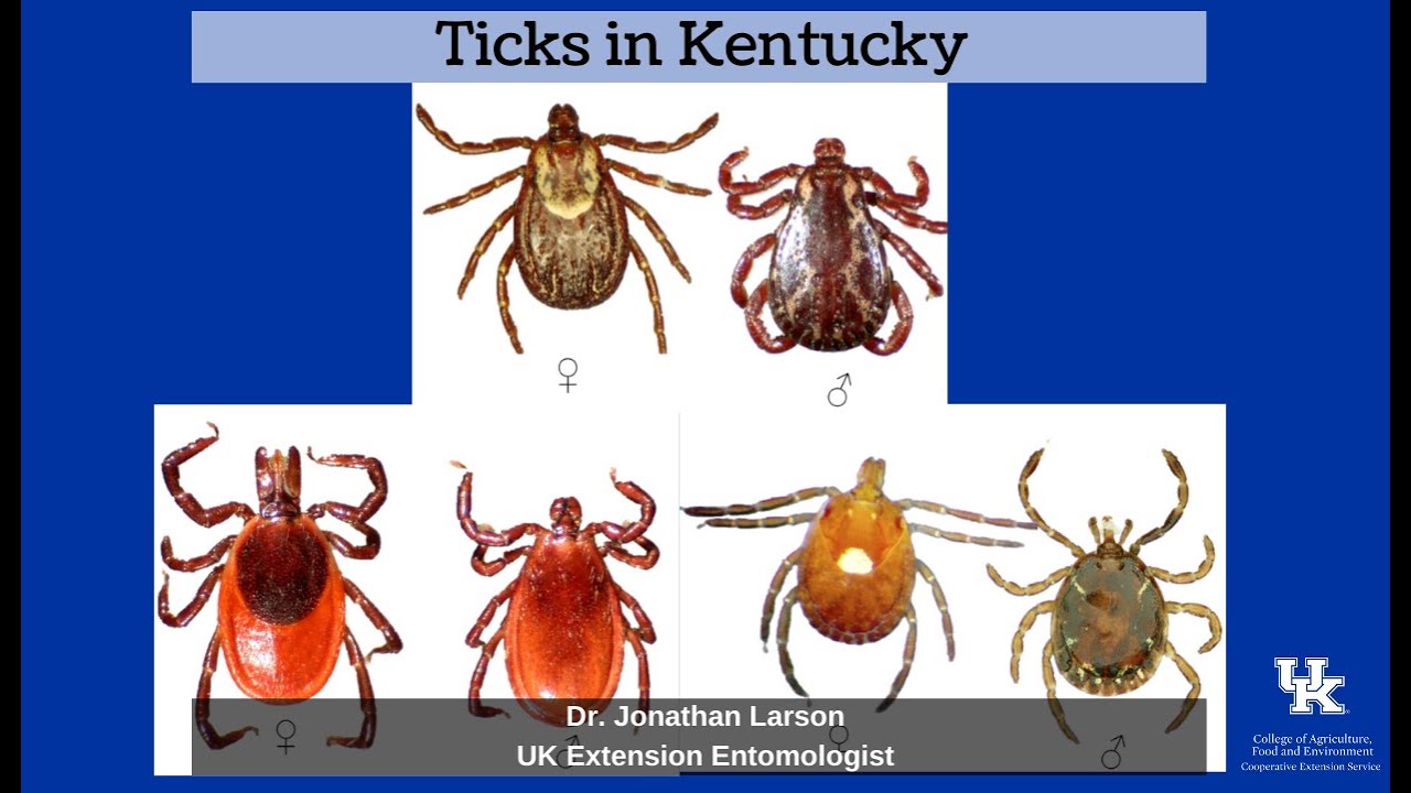 Ticks in Kentucky YouTube