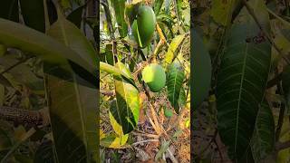 ഞാൻ നട്ട മാവിൽ ആദ്യമായി മാമ്പഴം ഉണ്ടായപ്പോൾ 🥰