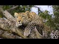 Leopard vs. Lion African Standoff | Animal Attacks | Love Nature