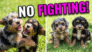 Cavapoo Puppies Share Sticks Without Fighting!