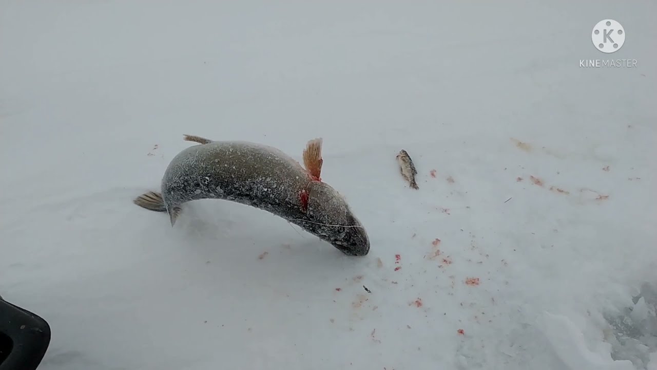 Рыбалка в Казахстане.Жерлицы работают,но все мимо.