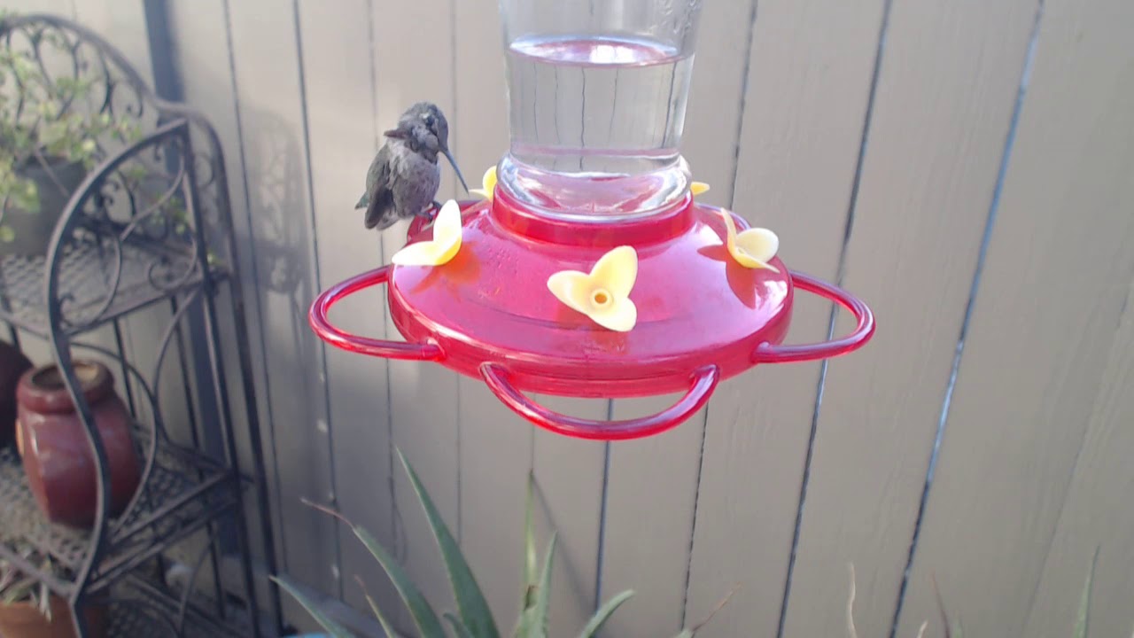 video phone beyonce mp3 Bella Hummingbird Nest Cam 09-14-2018 07:35:04 - 08:35:04