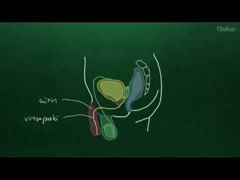 Video: Miesten Sukuelimet: Anatomia, Toiminta Ja Muut