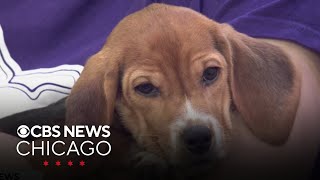 Border Tails looking for forever homes for beagles rescued from controversial facility