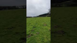 Gundog training Left and Right handling