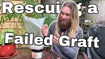 Rescuing a Failed Avocado Tree Graft - What went wrong and is it going to be okay?