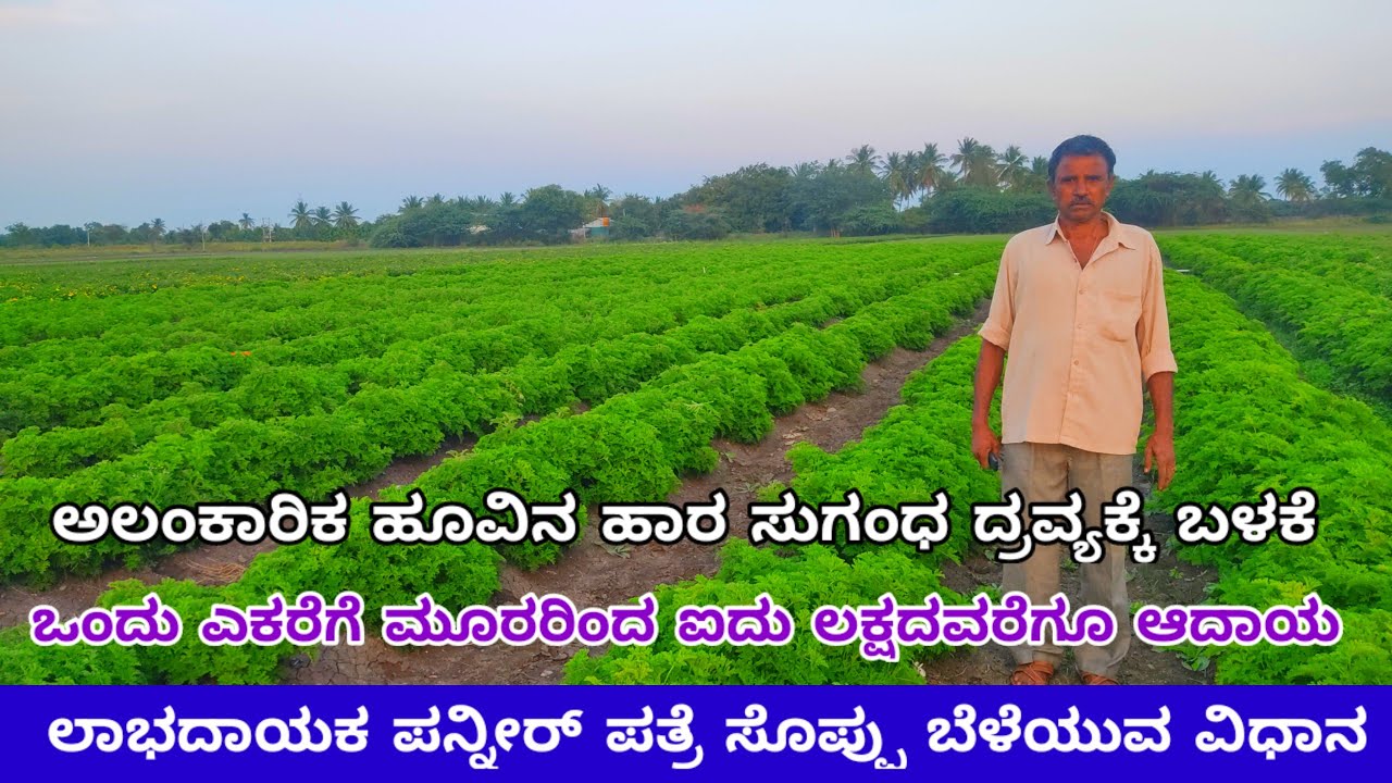 ಪನ್ನಿರ್ ಪತ್ರೆ ಸೊಪ್ಪು ಬೆಳೆಯುವ ವಿಧಾನ | paneer patre ಪನ್ನೀರ್ ಪತ್ರೆ | paneer patre | ಪನ್ನೀರ್ ಸೊಪ್ಪು