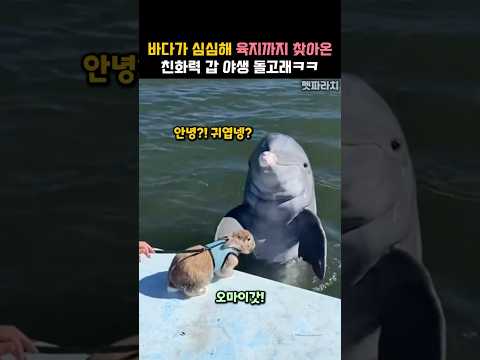 바다가 심심해 육지까지 찾아온 친화력 갑 야생 돌고래ㅋㅋ #동물 #돌고래 thumbnail