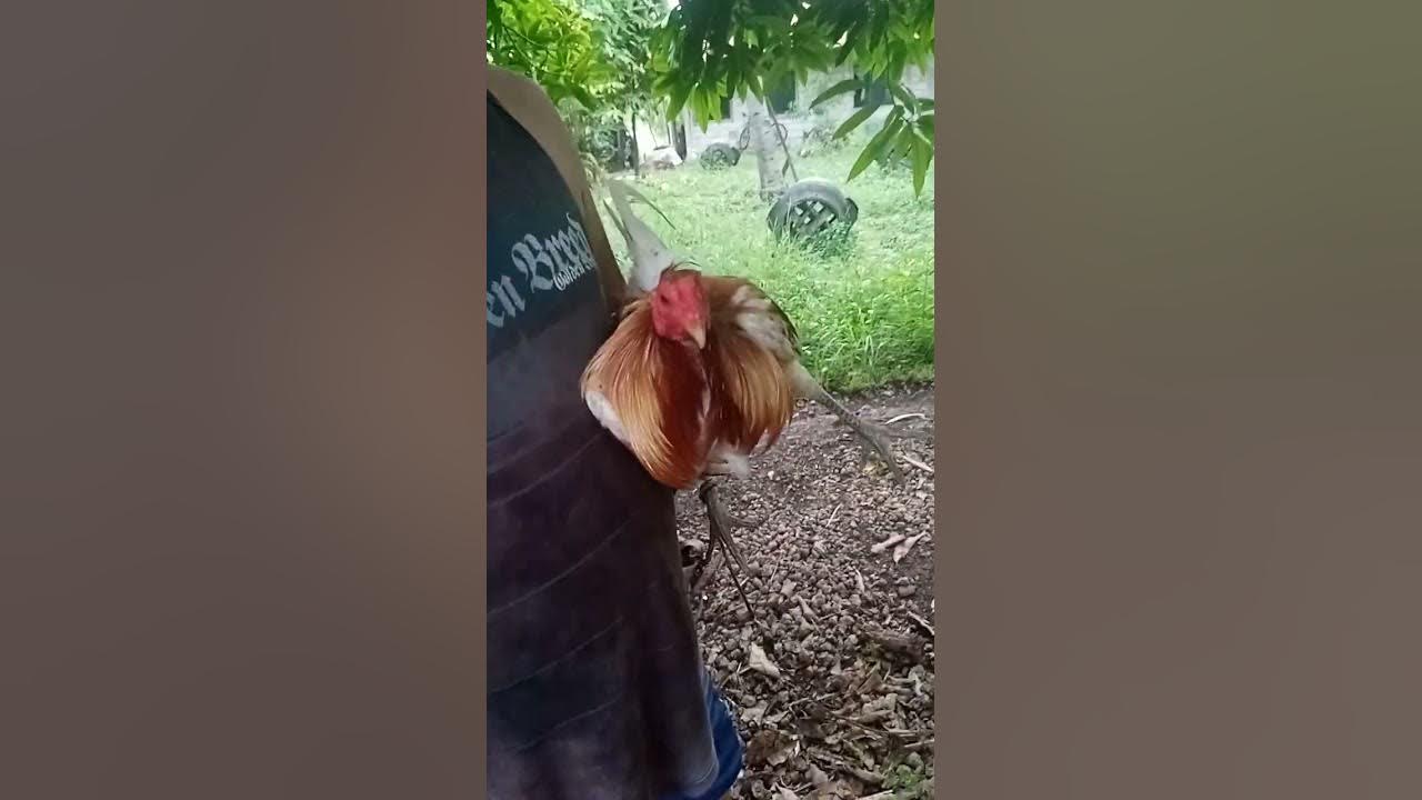 How to dewormed fighting cocks.... YouTube