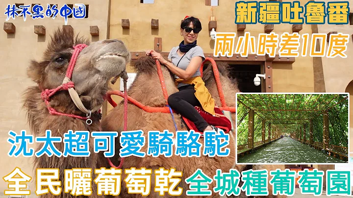 抹不黑的中國｜新疆篇14｜新疆吐魯番｜兩小時差10度｜沈太超可愛騎駱駝｜全民曬葡萄乾｜全城種葡萄園｜@drmall2019 - 天天要聞