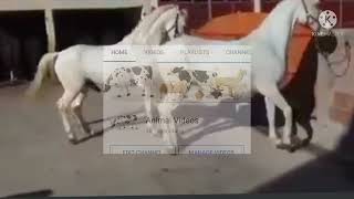Donkey Horse Cross Cow Bull Mating Animal Mating Video