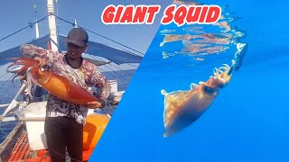 Amazing Fastest Traditional Big Squid Fishing Skill - Traditional Handline fishing technique