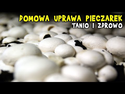 Wideo: Gdzie Kupić Nasiona Pieczarek