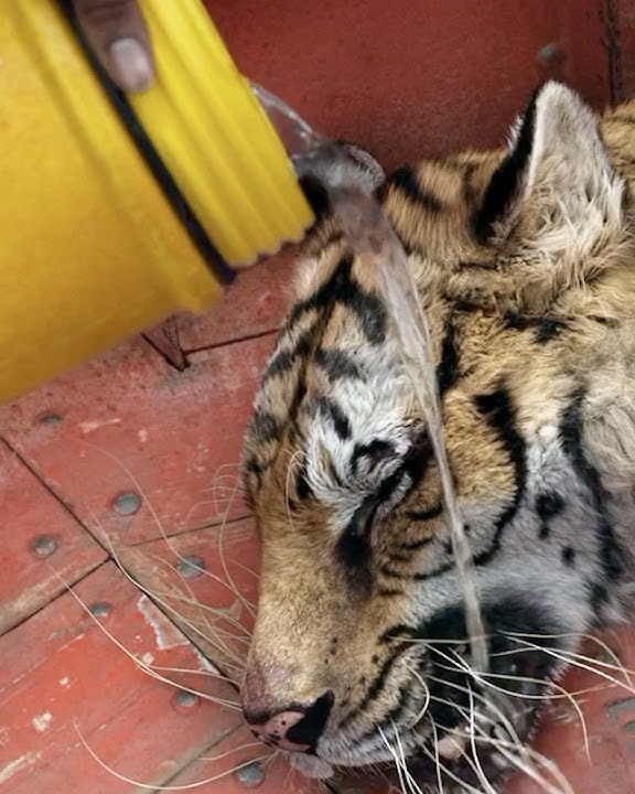 🎬 Life of Pi | The Miraculous Island Scene 🌊🐅🏝️ – A Turning Point for Pi & Richard Parker!