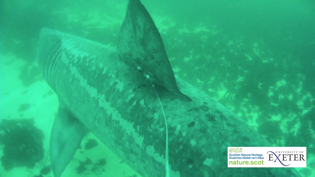 climate change projections Basking Sharks underwater group behaviour in Scottish Seas.