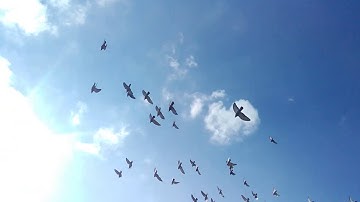 Dynamic soaring of pigeons behind a treeline
