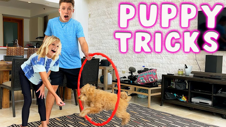 She learned 7 New Puppy Tricks!
