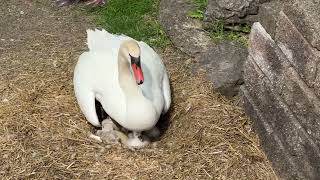 Signets, Day 1