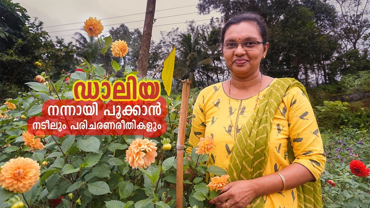 ഡാലിയച്ചെടിയില്‍ കൂടുതല്‍ക്കാലം പൂക്കളുണ്ടാകാന്‍