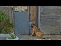 Poor Dog Stares Gate for Days after Being Kicked Out of the House