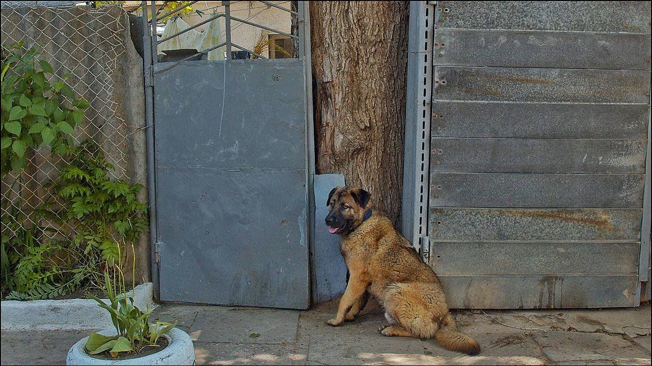 Poor Dog Stares Gate for Days after Being Kicked Out of the House - YouTube