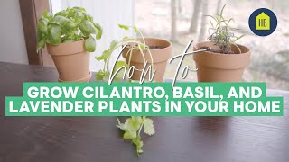 How to Grow Cilantro, Basil, and Lavender Plants in Your Home I HB