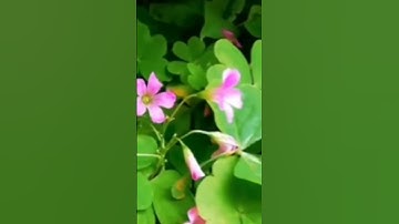 من أذكار الصباح والمساء لشيخ ابن عثيمين رحمه اللّه ❤️