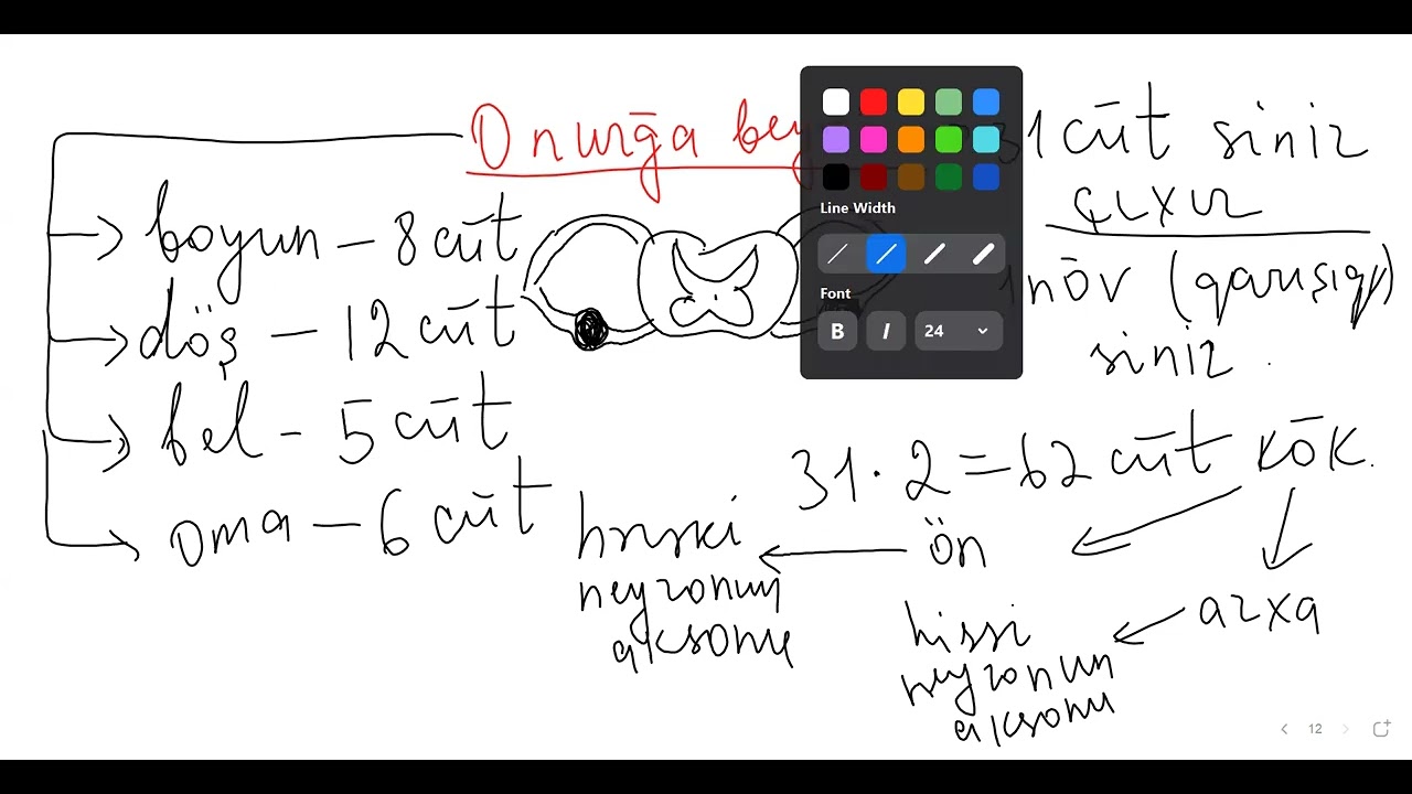 sinir sistemi. Oktyabr qrupu. MİQ və sertifikasiya hazırlığı. Əlaqə: 055-634-73-41
