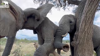Joyful Treescapades with Elephants, Timisa, Khanyisa, Pisa & Limpopo | & Baby Milk Bottles