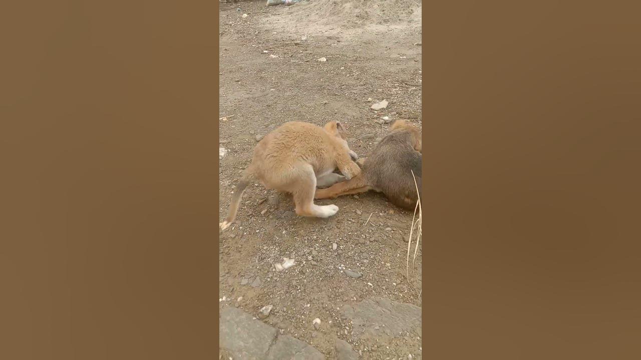 cut dogsshart video YouTube