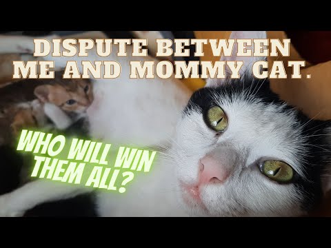 Dispute between me and the Mommy cat. Who will get it all?