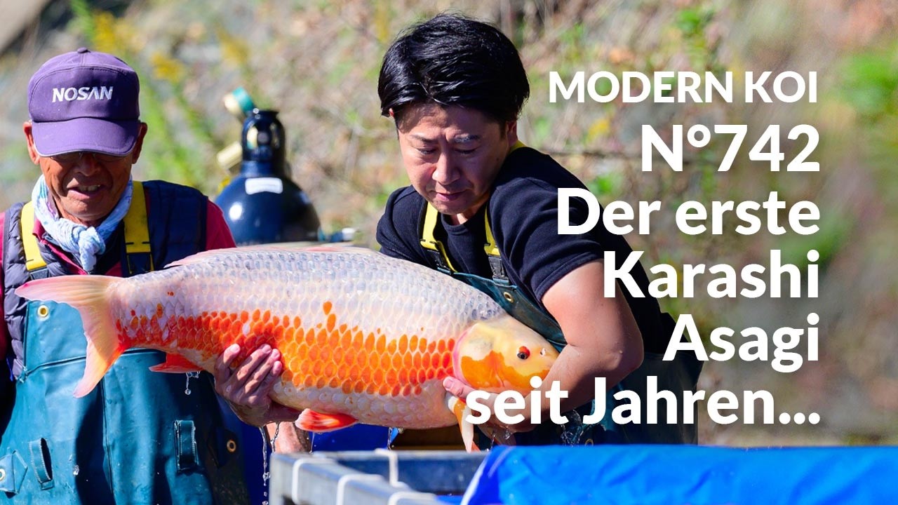 Alle Koi aus Auktion No. 742 im Detail erklärt | Konishi Koi News