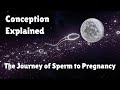 Conception to Pregnancy | The Fascinating Fertilization Process