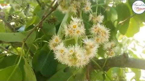 Du Lich An Giang: Đặc Sản Vùng Bảy Núi " TRAI TRÂM"|Travel In Vietnam.