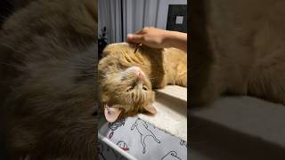 Randomly Waking Up My Cat To Tell Him