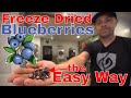 Freeze Drying Blueberries THE EASY WAY!