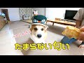 初めてのサメのにおいに我慢できなくて舌がでちゃう