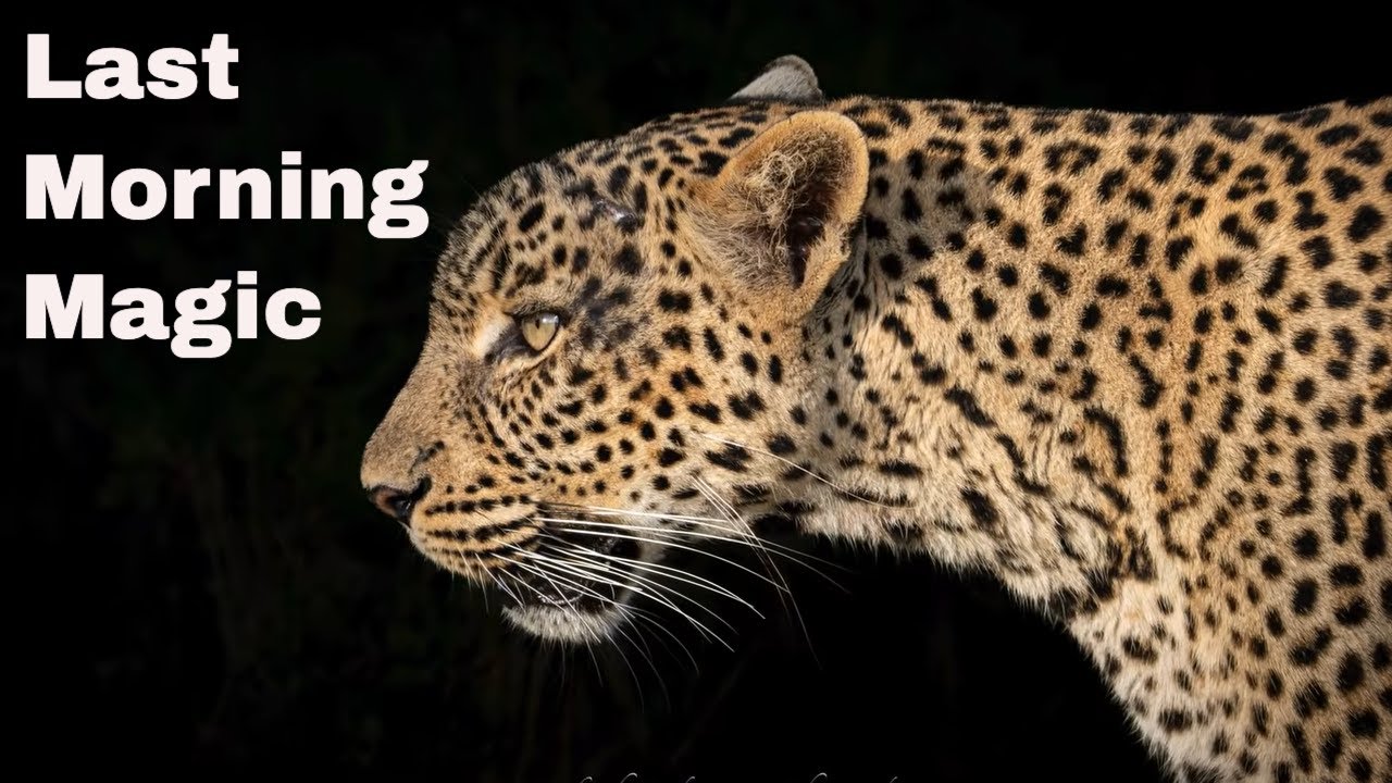 Последняя поездка в Мару – Львы и открытая встреча с леопардами.