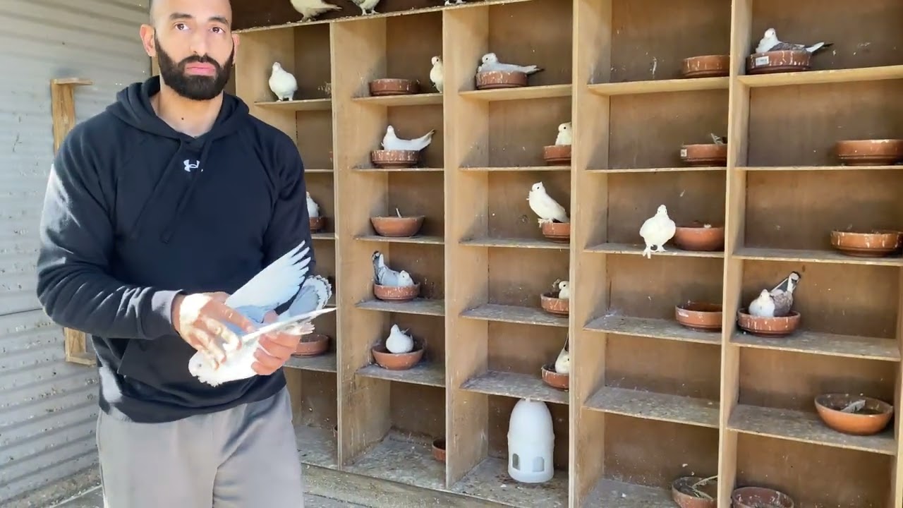 Choosing My Hens For The Next Breeding Season 2025/2026