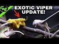 EXOTIC VIPER UPDATE!!!