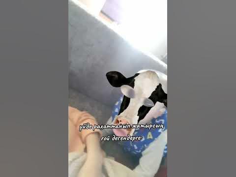декреттегі мамалар түсінеді))) - YouTube