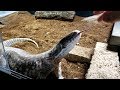 How To Keep An Adult Savannah Monitor Hand Tamed