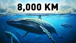 世界中を旅する動物たち、その理由は？