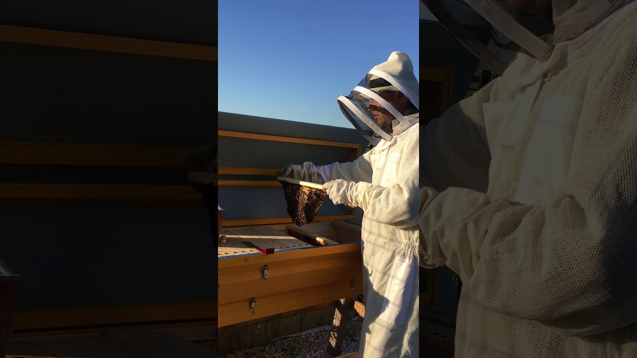 Manipulation d'un rayon de ruche horizontale (kényane -TBH)