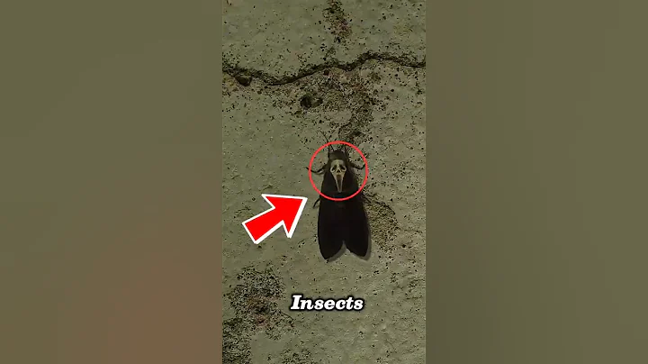 Top 5 Insects That Would DESTROY the World If 1,000x Bigger 😳🐜” #insects #biggestinsect #shorts thumbnail